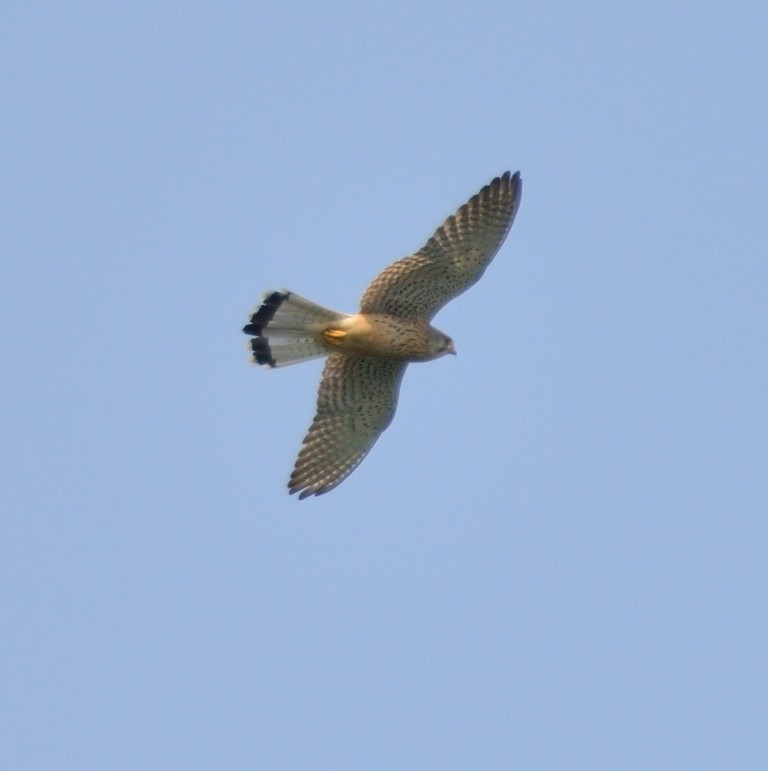 Eurasian Kestrel - ML107778401