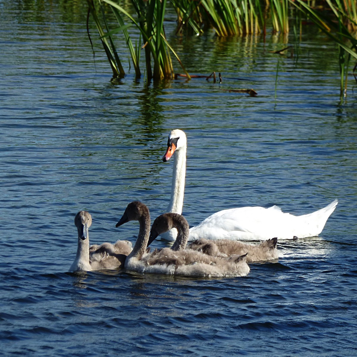 Mute Swan - ML107779471