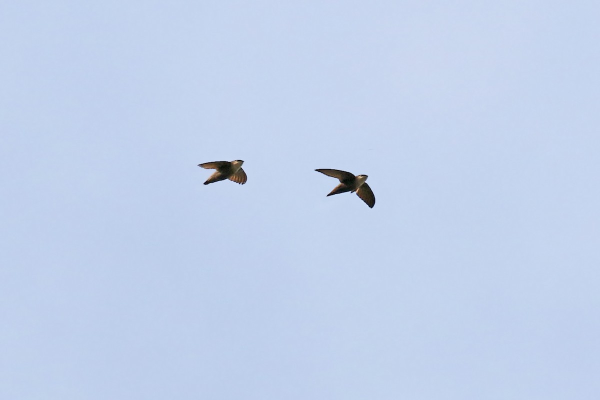 Chimney Swift - Dick Dionne