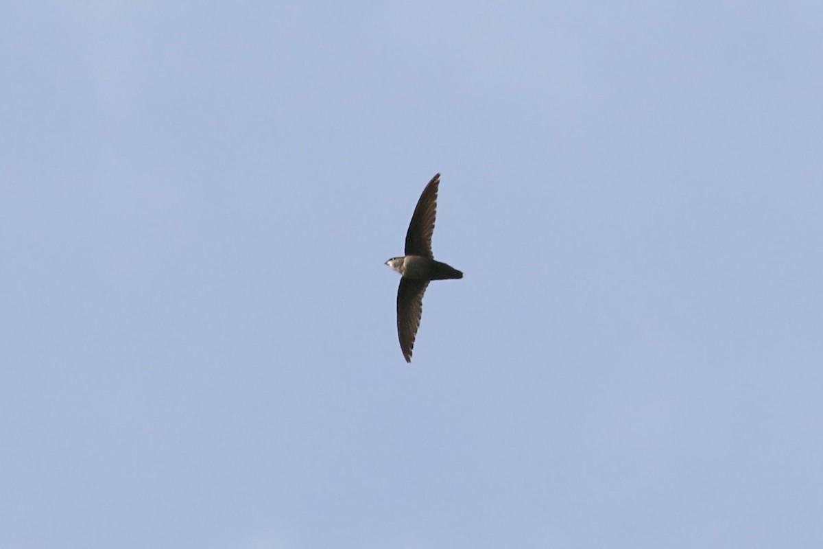 Chimney Swift - Dick Dionne