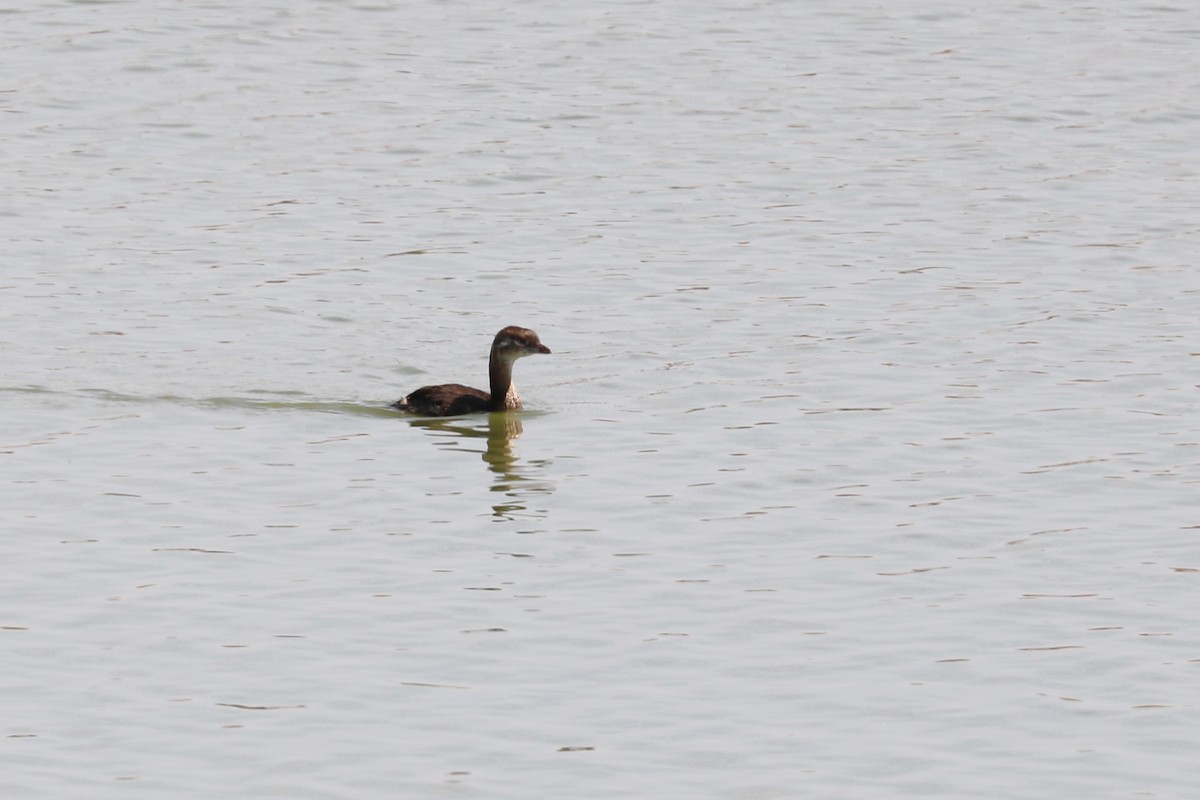 Pied-billed Grebe - Colin Sumrall