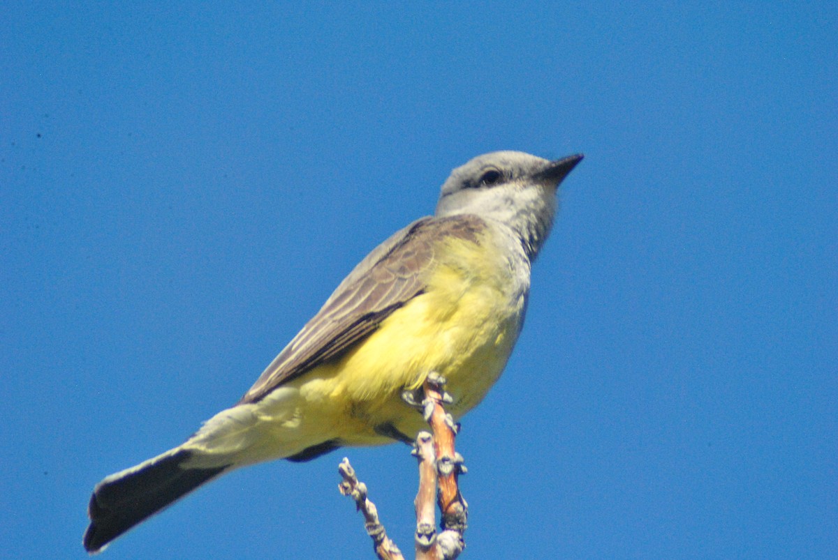 Western Kingbird - ML107784371
