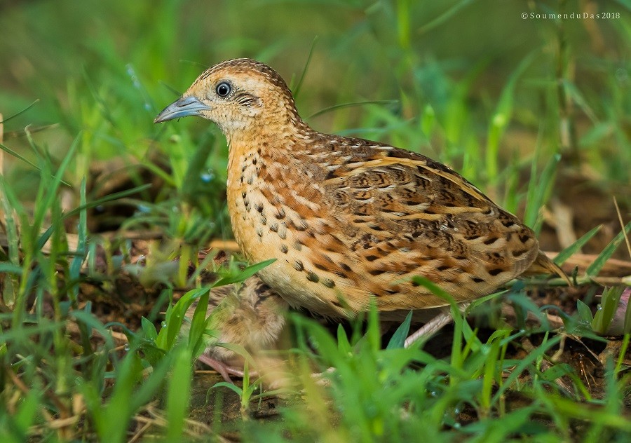 Small Buttonquail - Soumendu Das