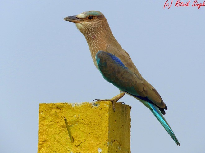 Indian Roller - ML107788441