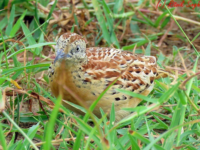 Small Buttonquail - ML107788631