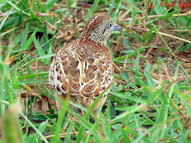 Small Buttonquail - ML107788641