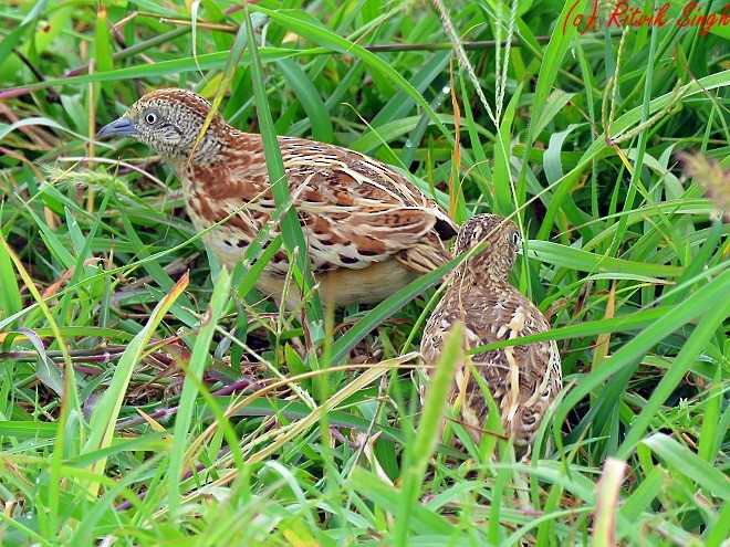 Small Buttonquail - ML107788671