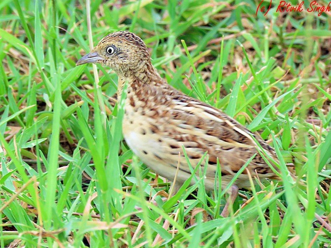 Small Buttonquail - ML107788691