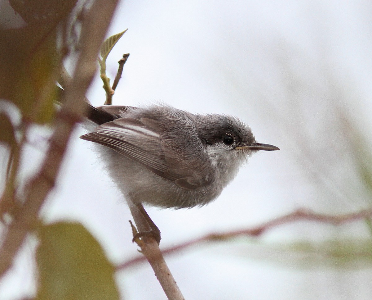 Tropical Gnatcatcher - ML107790131