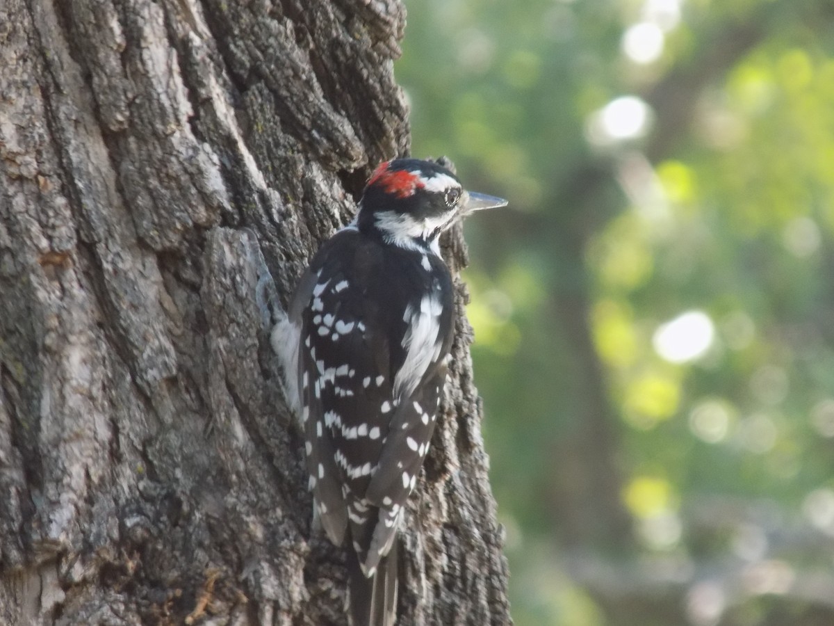 Hairy Woodpecker - Mason Gleva