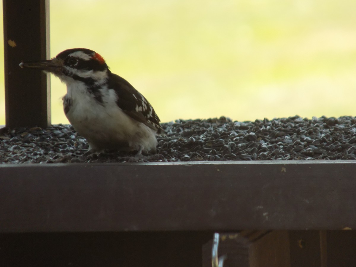 Hairy Woodpecker - Mason Gleva