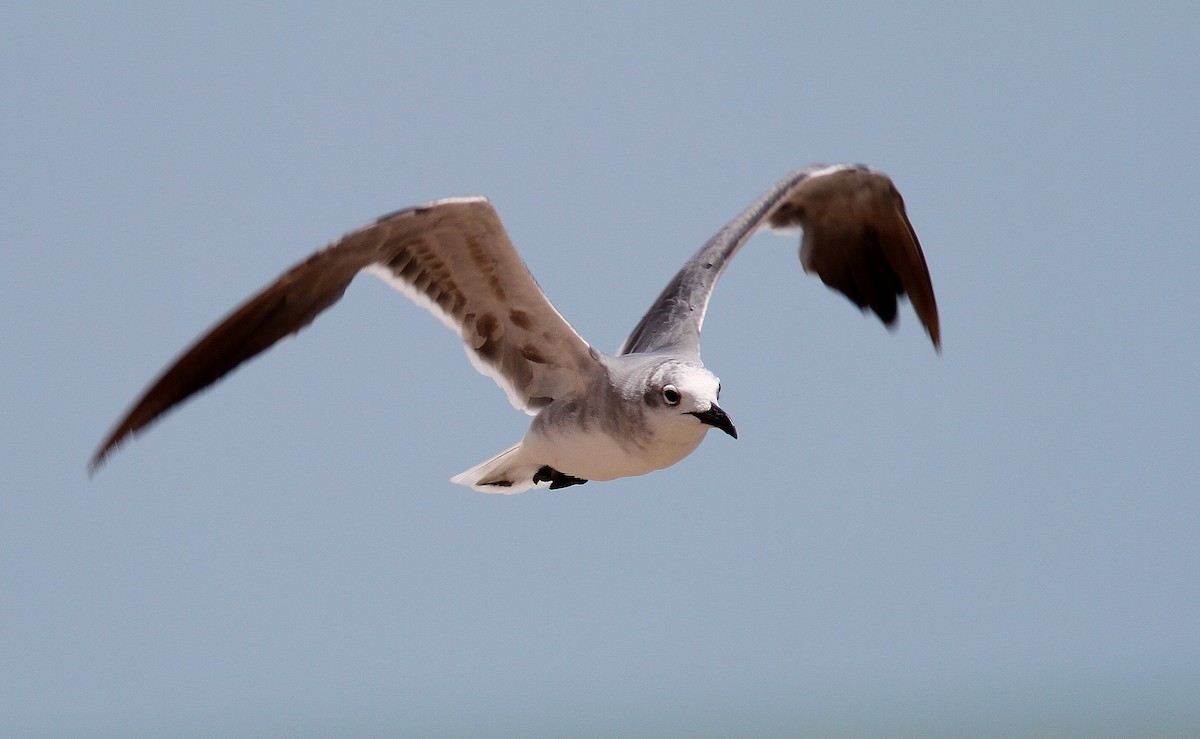 Laughing Gull - ML107791961