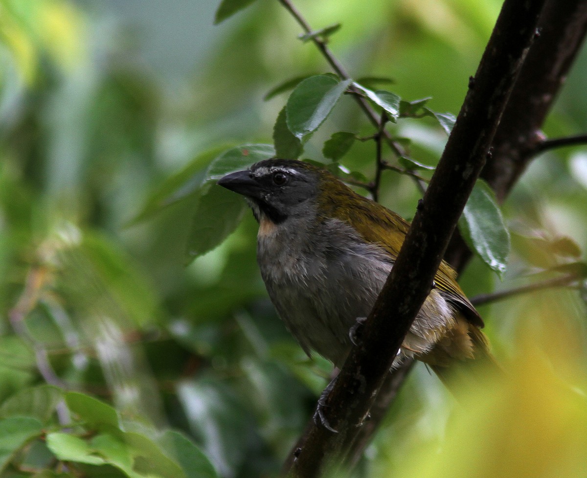 Buff-throated Saltator - ML107793281