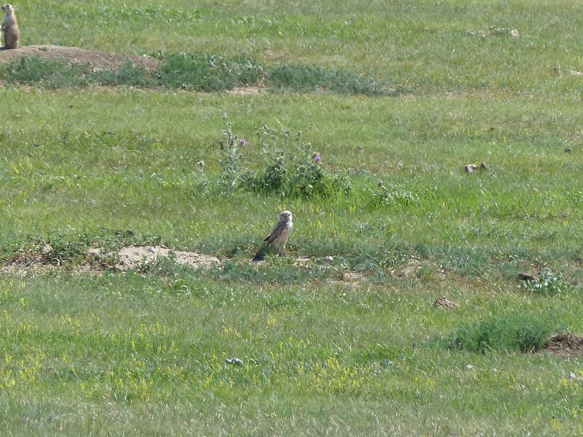 Burrowing Owl - ML107793361