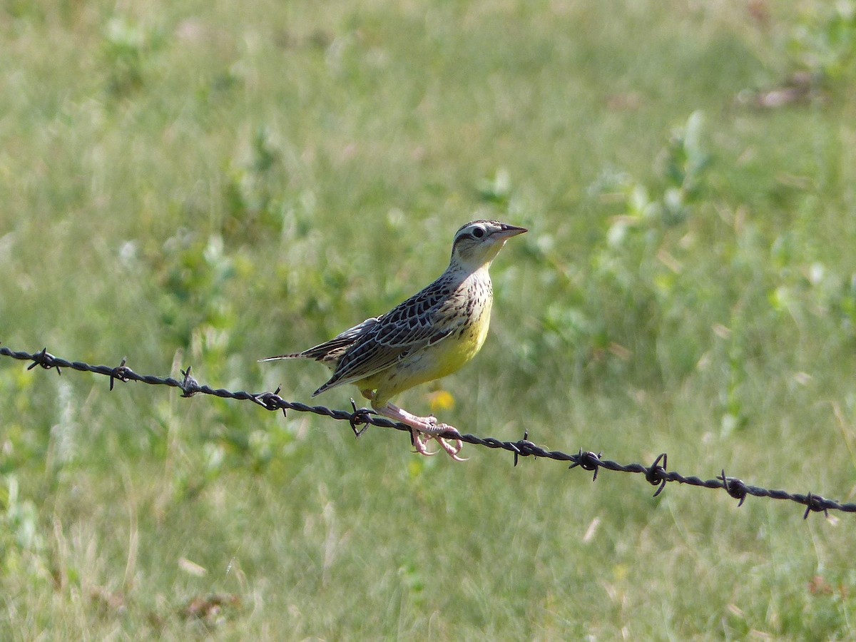 Western Meadowlark - ML107793531