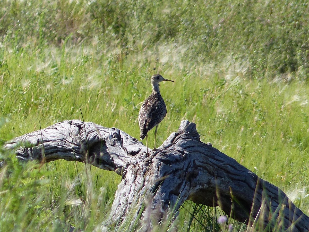 Upland Sandpiper - ML107793601