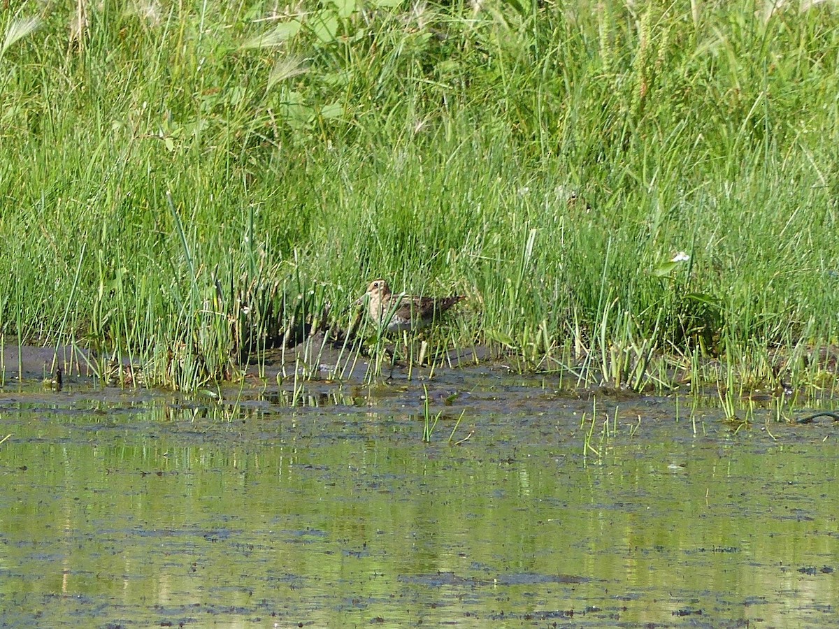 Wilson's Snipe - ML107793691