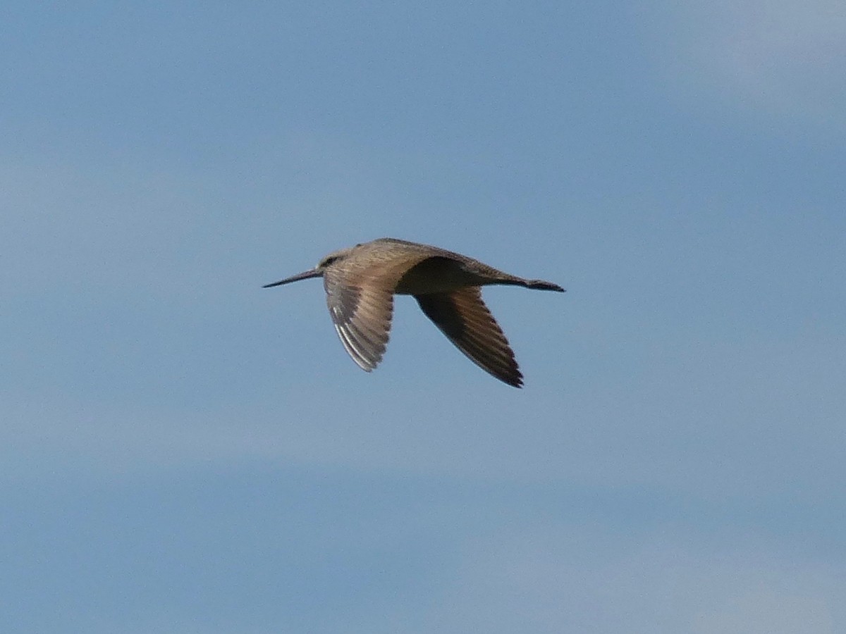 Marbled Godwit - ML107793711