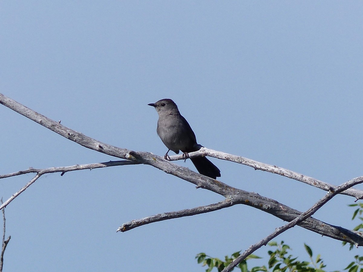 Gray Catbird - ML107793821