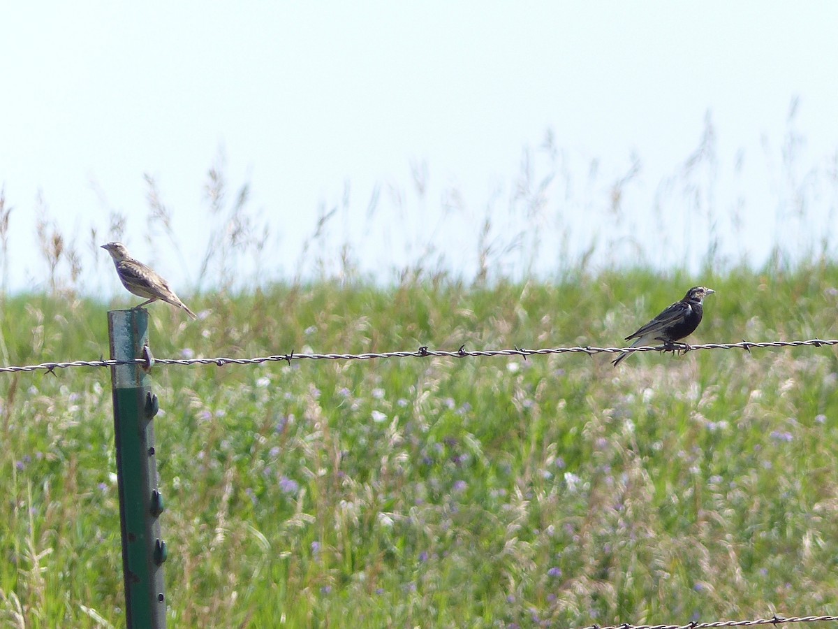 Chestnut-collared Longspur - ML107793921