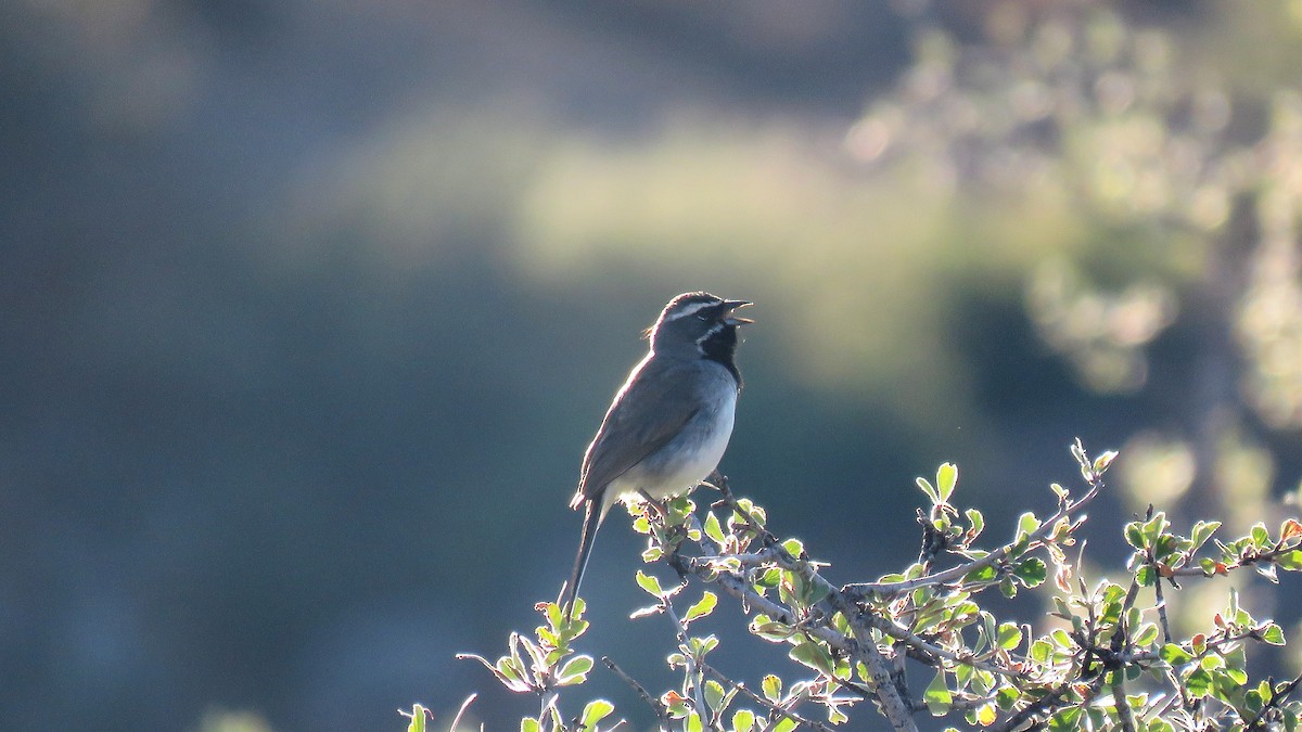 ノドグロヒメドリ - ML107794051