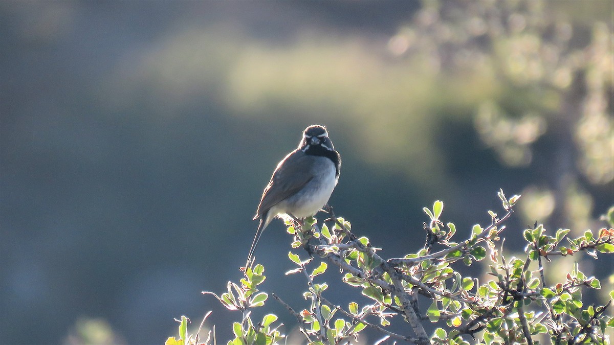 ノドグロヒメドリ - ML107794061