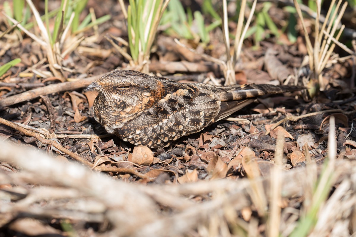 Scissor-tailed Nightjar - Norton Santos