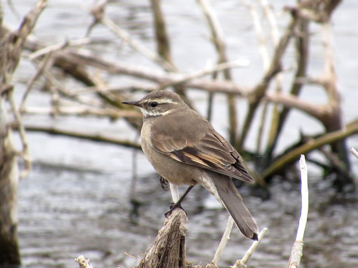 Buff-winged Cinclodes - samuel olivieri bornand