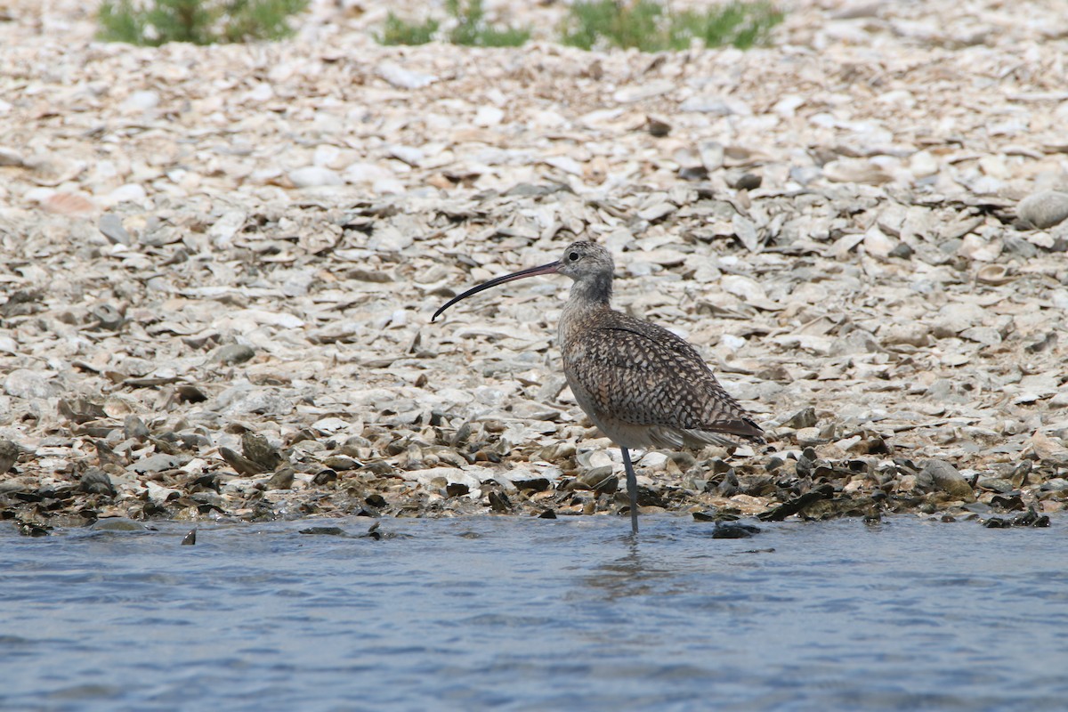 Long-billed Curlew - Joe Marchionno