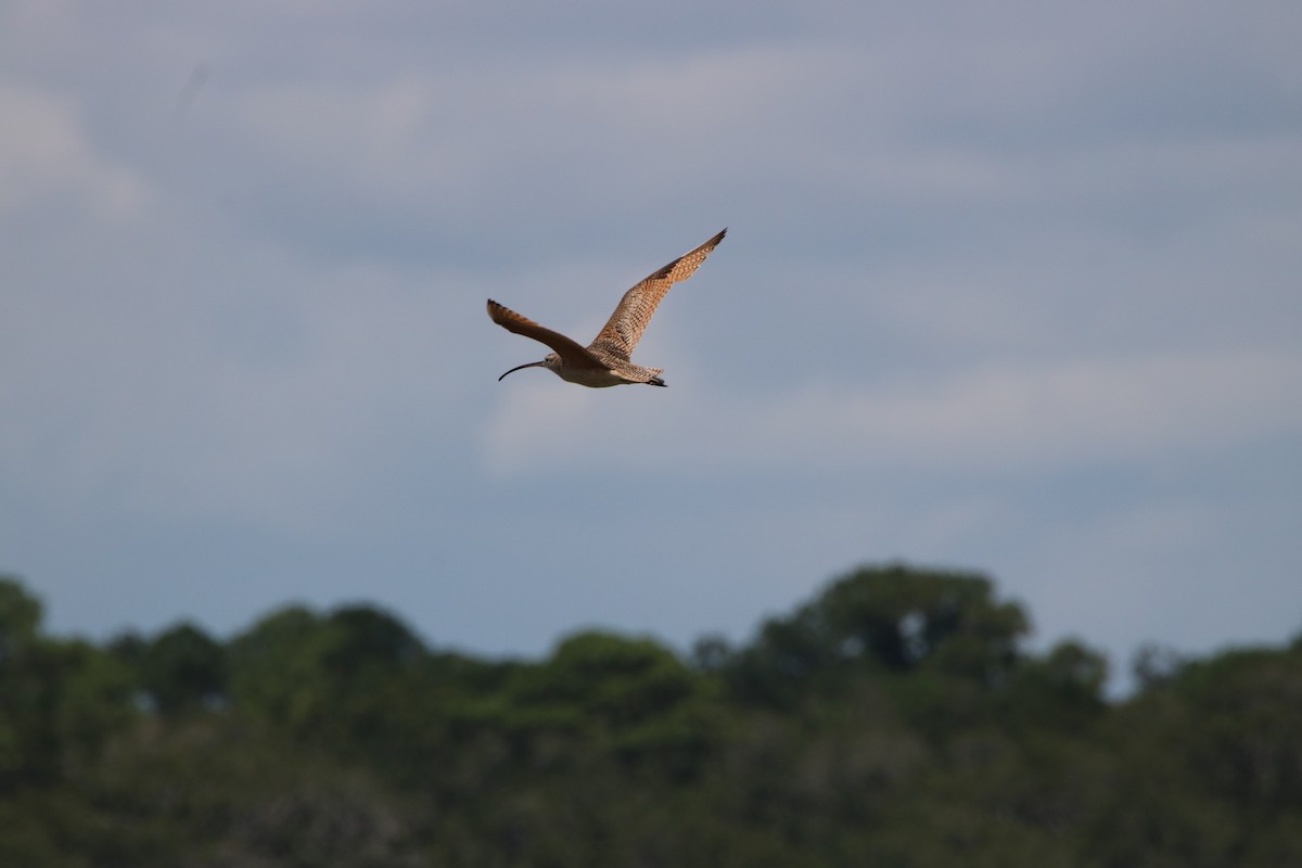 Long-billed Curlew - ML107801181