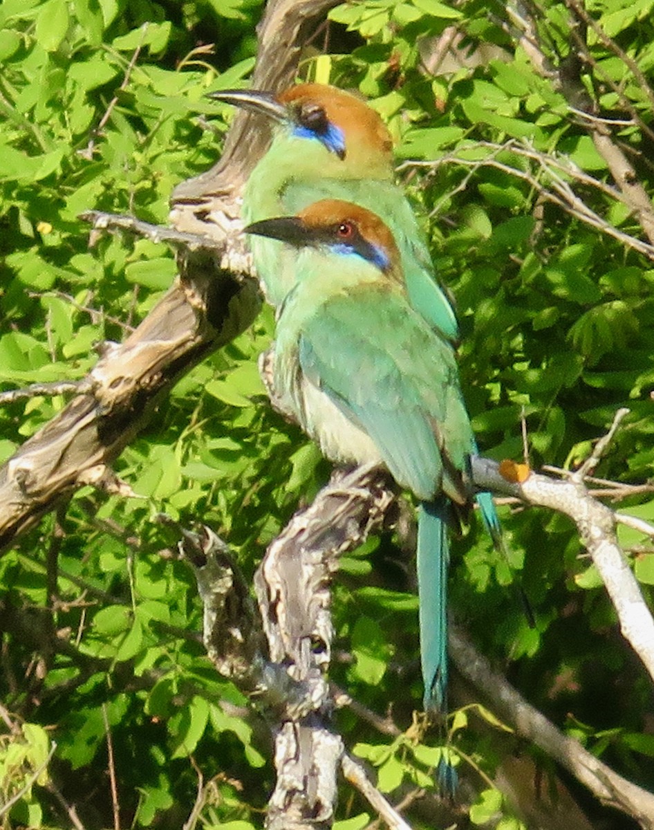 Braunscheitelmotmot - ML107802441