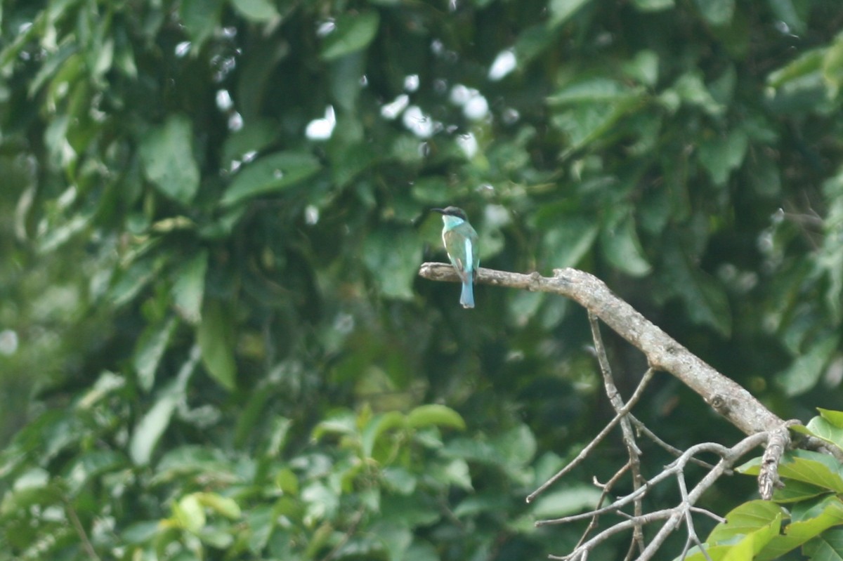 Blue-throated Bee-eater - Philip Steinhoff