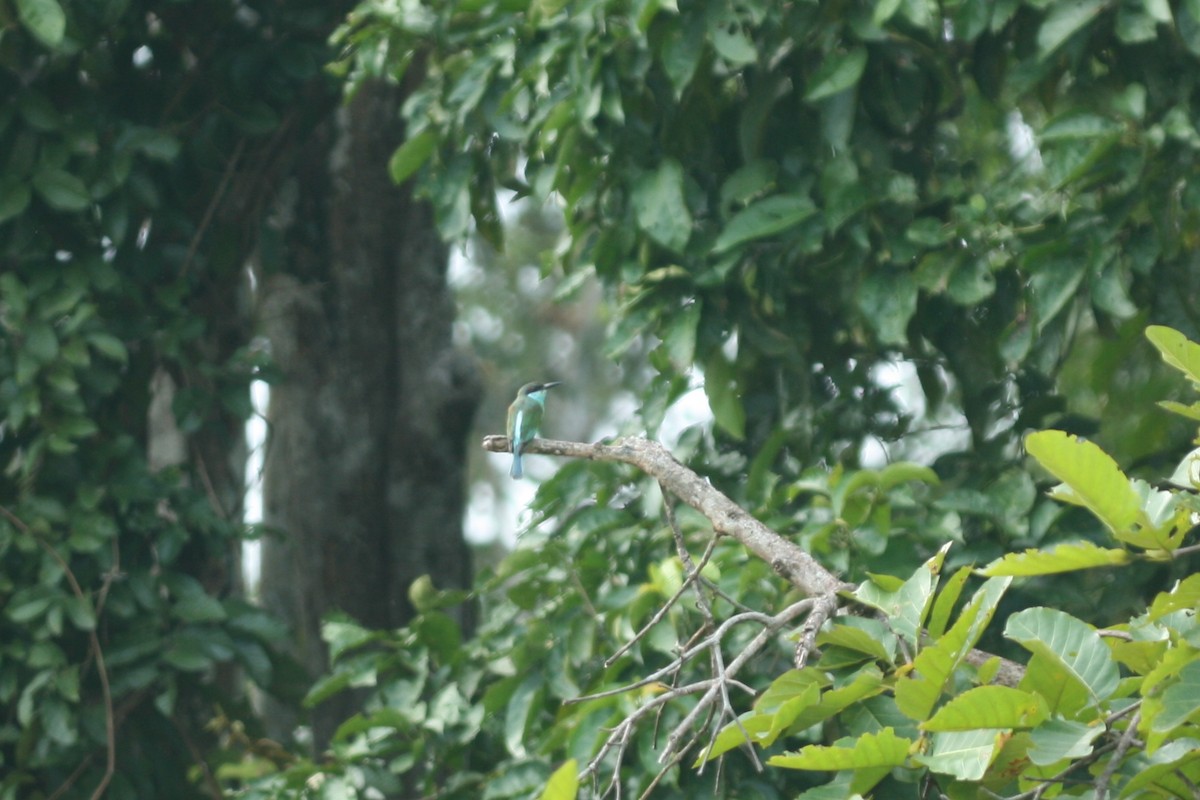 Blue-throated Bee-eater - ML107803501