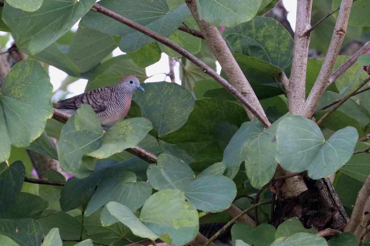 Zebra Dove - ML107803791