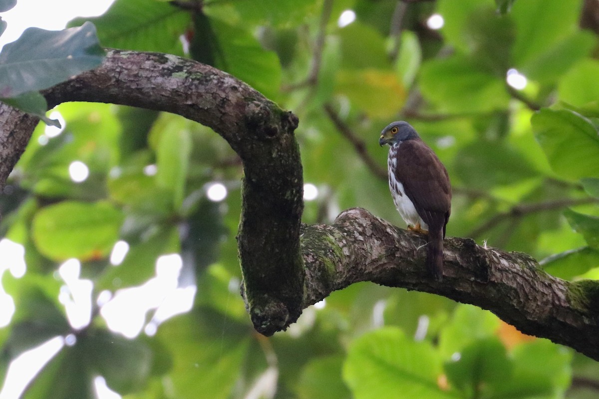 Sulawesi Goshawk - Julien Lamouroux