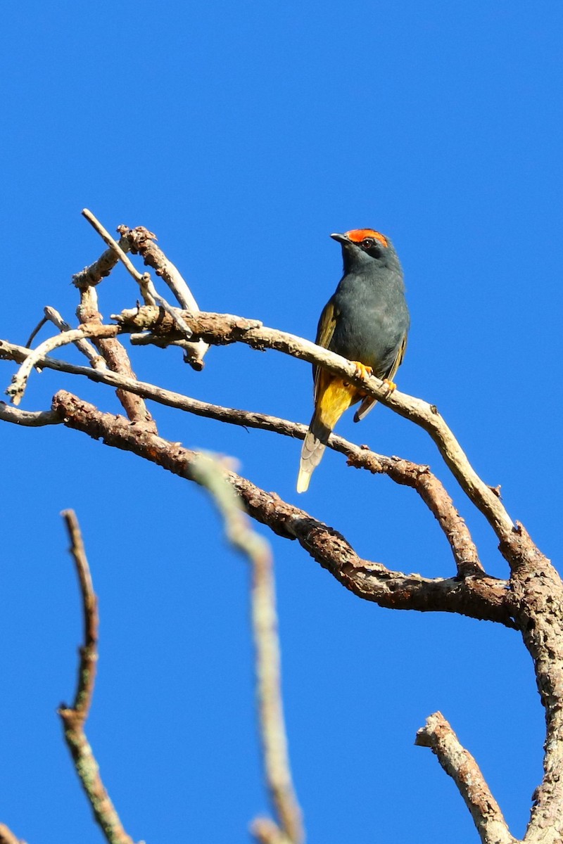 Fiery-browed Myna - ML107806681