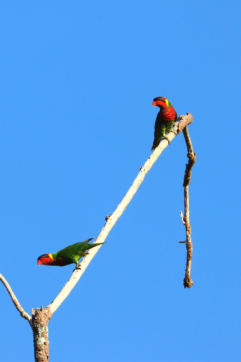 Ornate Lorikeet - Julien Lamouroux