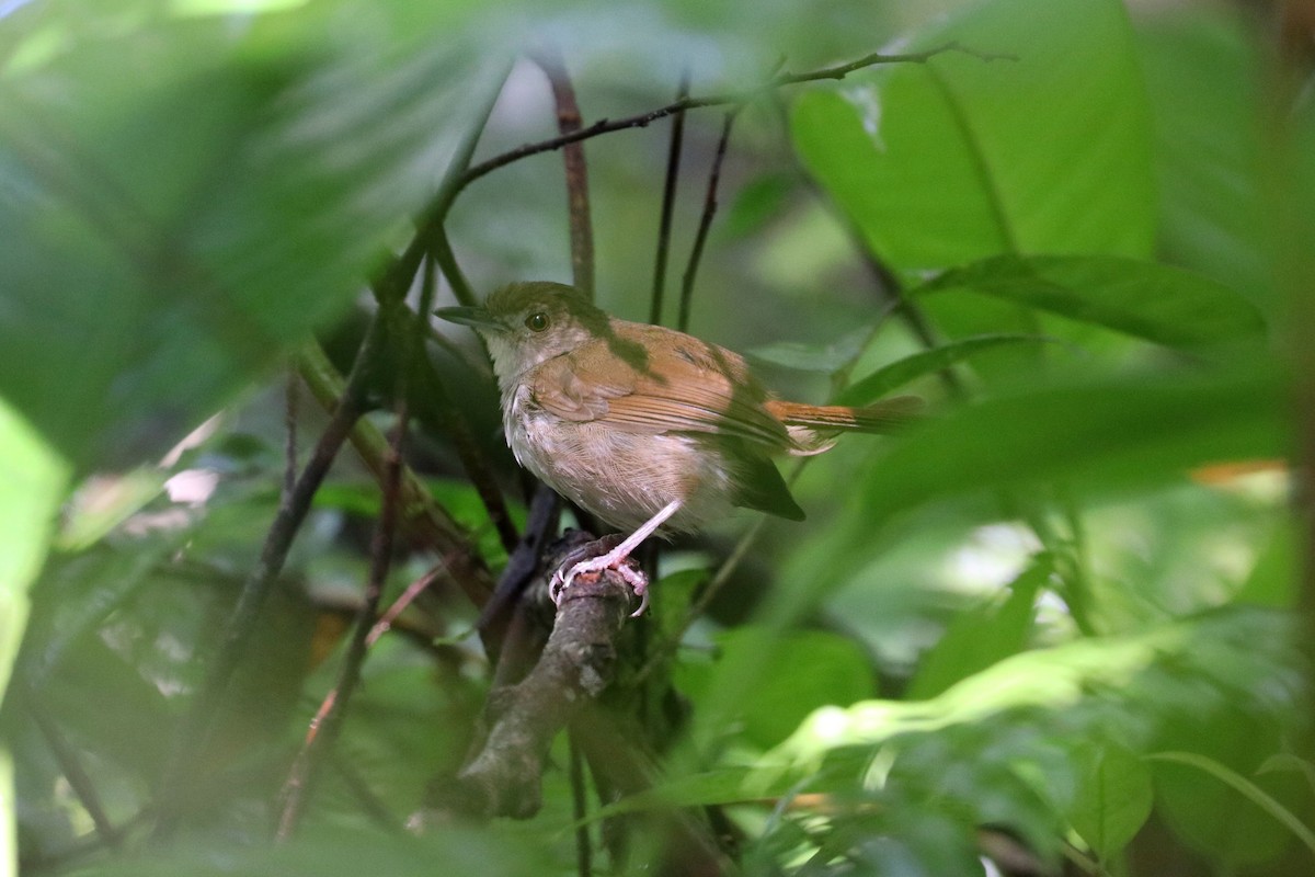 Sulawesi Babbler - ML107807281