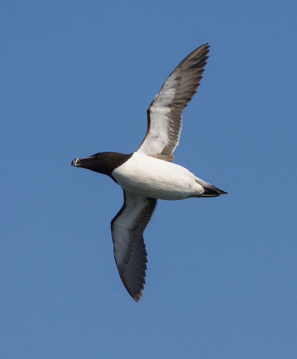 Razorbill - Patrice St-Pierre