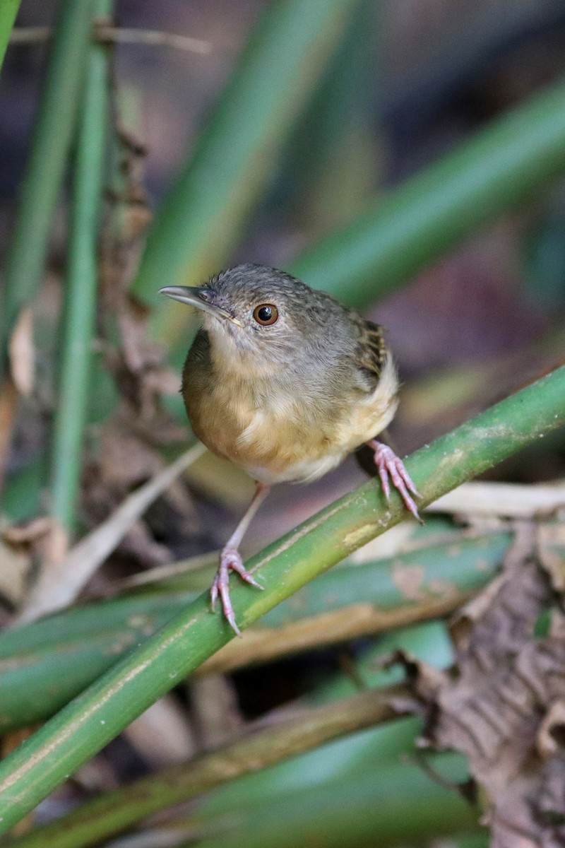 Sulawesi Babbler - ML107809501