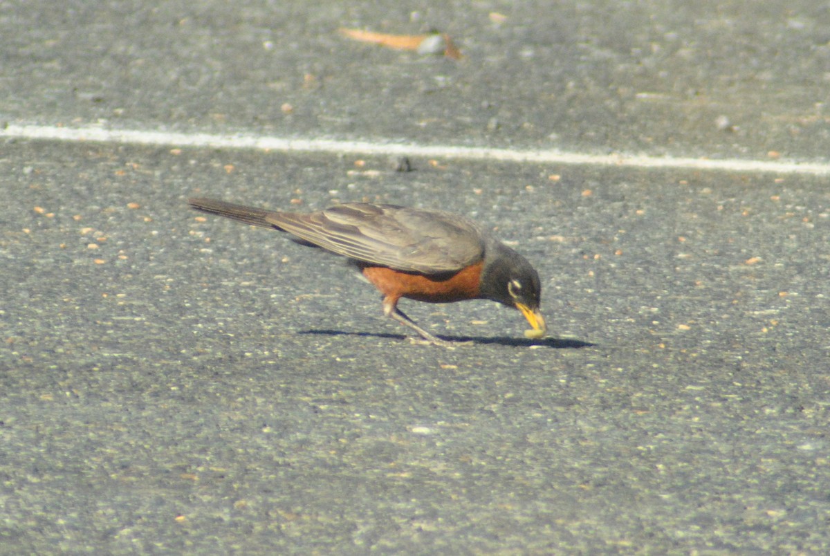 American Robin - ML107810941
