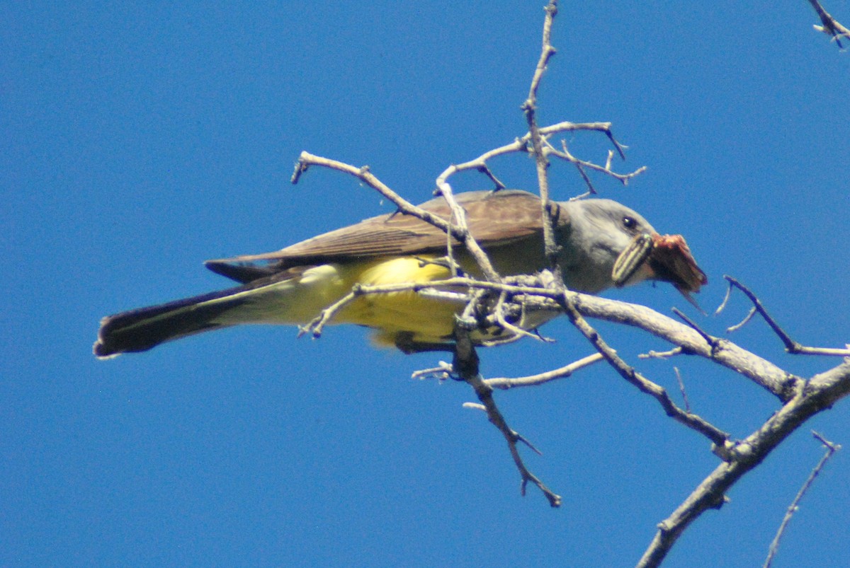 Western Kingbird - ML107811031
