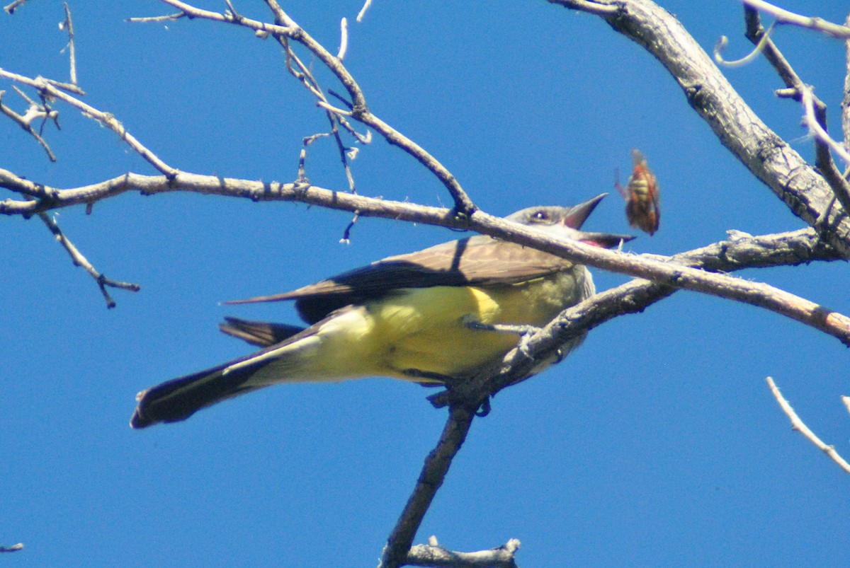 Western Kingbird - ML107811101