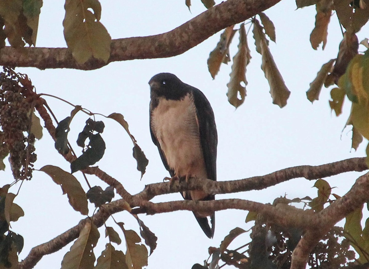 Weißschwanzbussard - ML107811301