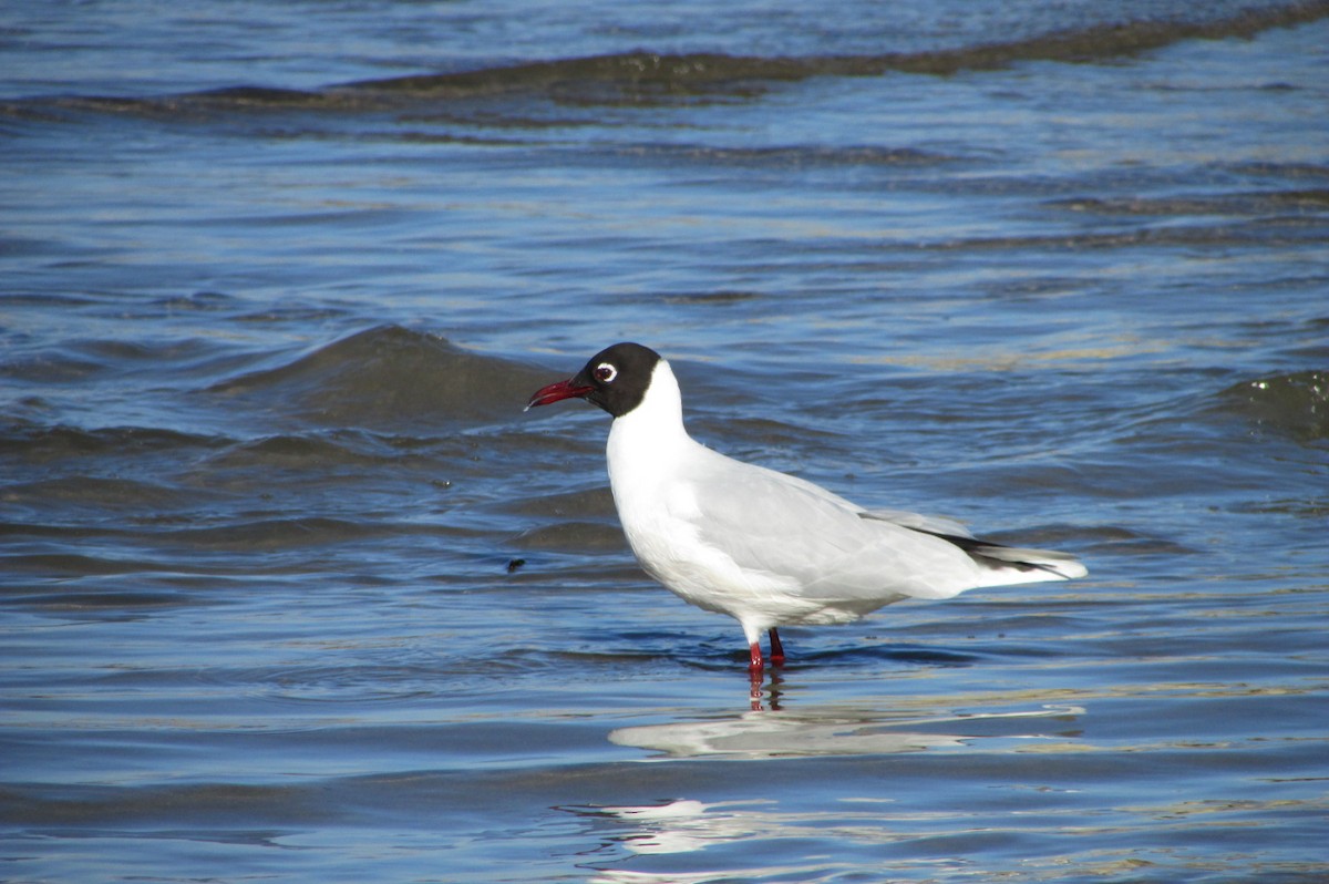 Brown-hooded Gull - ML107815551