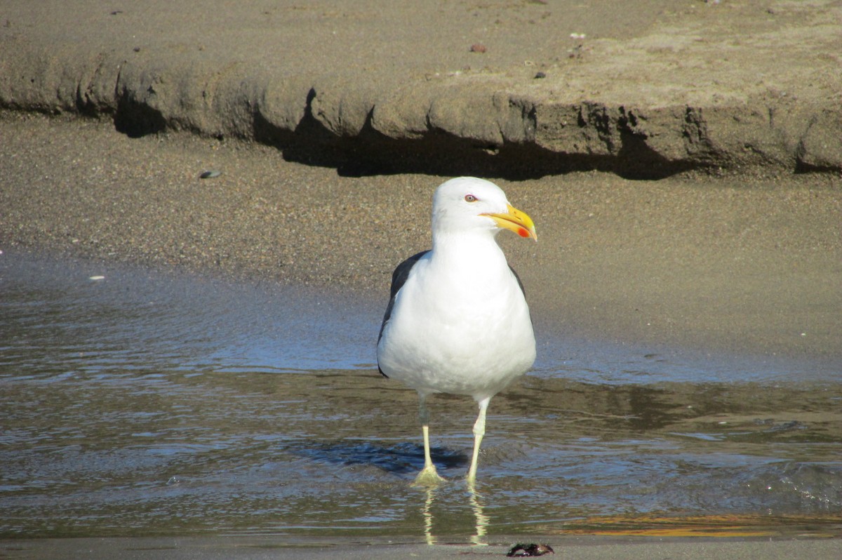 Kelp Gull - Jose Rebolledo