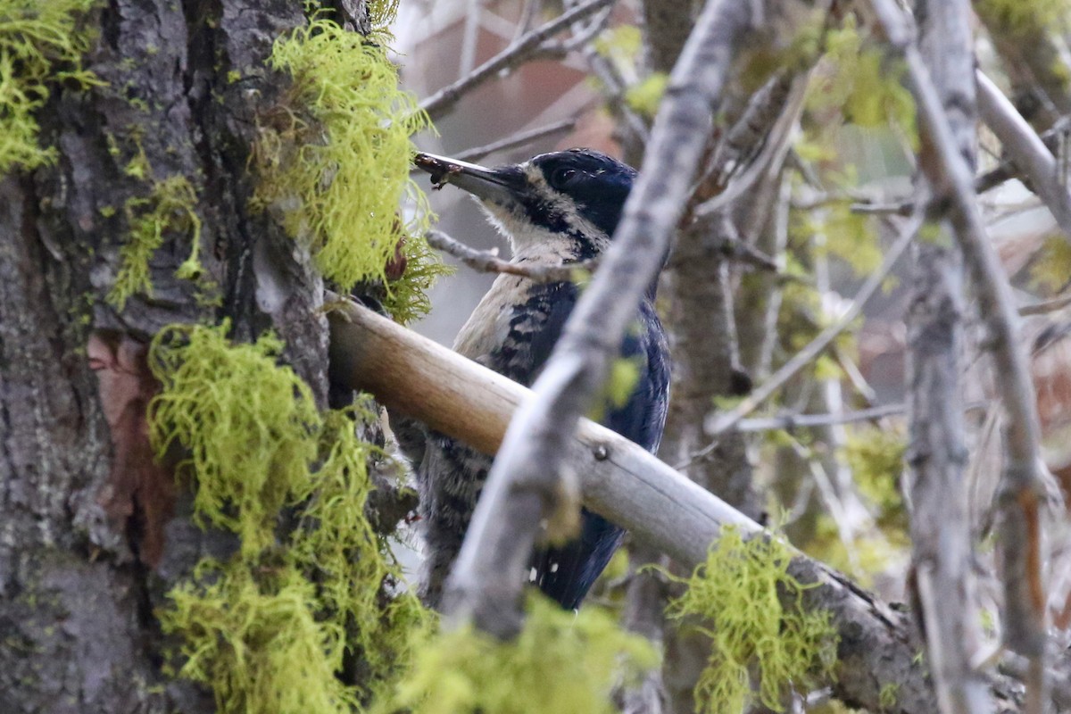 Black-backed Woodpecker - Mark Stephenson