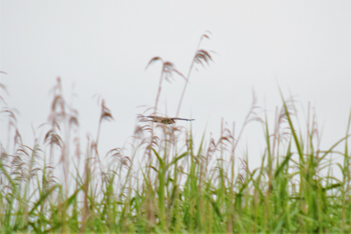 Cooper's Hawk - ML107817241