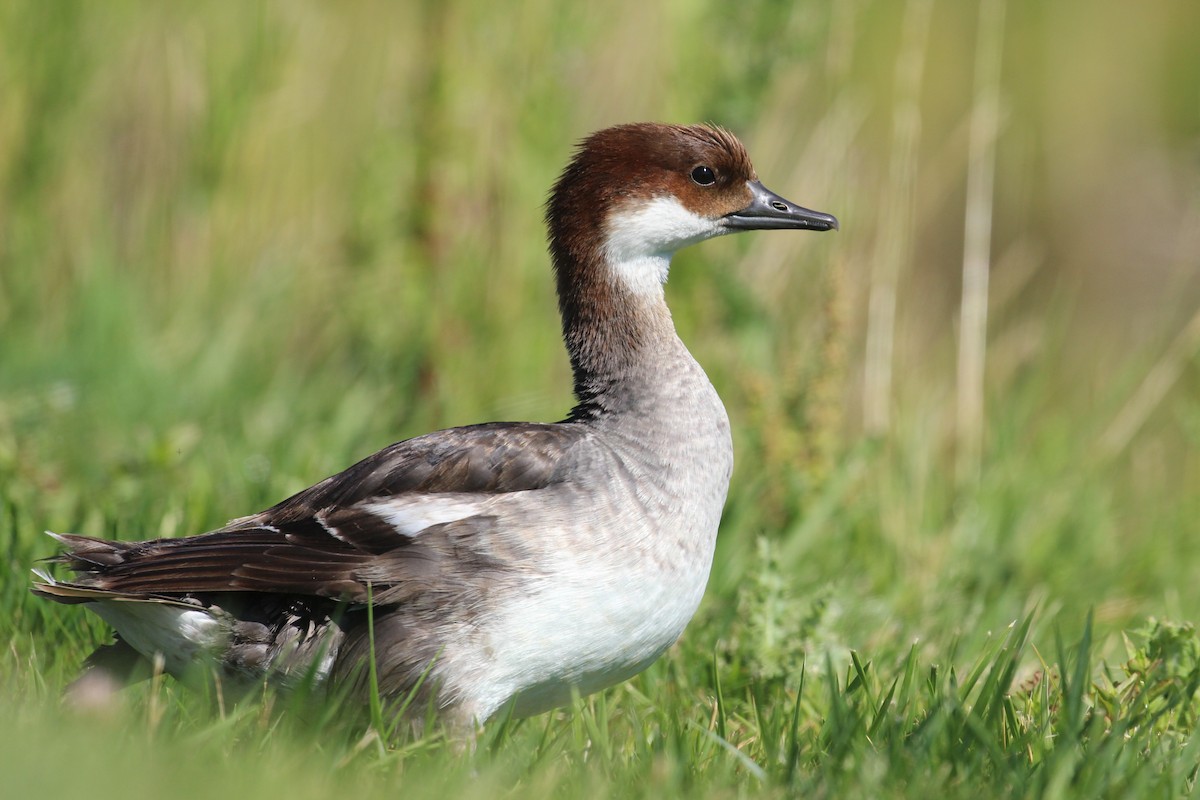 Smew - ML107820051