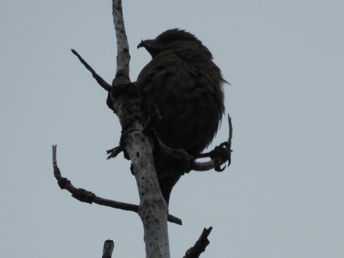 Red Crossbill (Corsican) - ML107821371